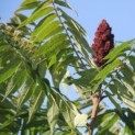 Rhus typhina, Fluweelboom blad en bloem