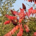 Rhus typhina, Fluweelboom herfstkleur en bloem