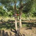 Pinus nigra 'Nigra' - 2
