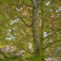 Fagus sylvatica 'Atropunicea' - Foto 1