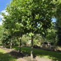 Platanus x hispanica - 4
