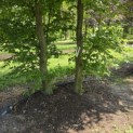 Carpinus betulus - 1