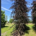 Fagus sylvatica 'Atropunicea' - 1