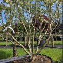 Cornus kousa 'Milky Way' - 1