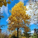 Liriodendron tulipifera - herfstkleuren