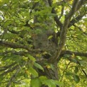 Fagus sylvatica - Foto 3