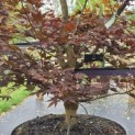 Acer palmatum 'Red Flash' - Foto 1