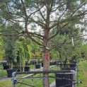 Pinus sylvestris - Foto 2