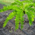 Gleditsia triachantos 'Sunburst' - Foto 1