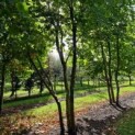 Platanus x Hispanica klimboom