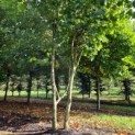 Platanus x Hispanica klimboom