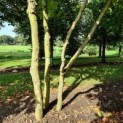 Platanus x Hispanica klimboom