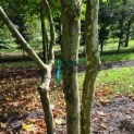 Platanus x Hispanica klimboom