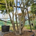 Osmanthus x Burkwoodii - 2