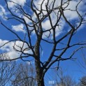 Gymnocladus dioica - 1