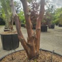Acer griseum - 1