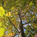 Fagus sylvatica 'Atropunicea' - november 2025