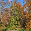 Fagus sylvatica 'Atropunicea' - 1