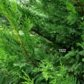 Cupressocyparis x Leylandii - 1
