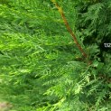 Cupressocyparis x Leylandii - 2