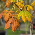 Aesculus pavia 'Atrosanguinea' - 1