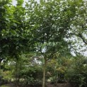 Morus alba 'Macrophylla' - Foto 1