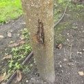 Morus alba 'Macrophylla' - Foto 2