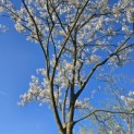 Amelanchier lamarckii - Foto 4