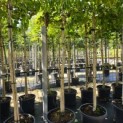 Heptacodium miconioides - Foto 4