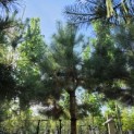 Pinus sylvestris - Foto 1