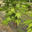 Acer palmatum - Foto 6