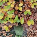 Fagus sylvatica - 1