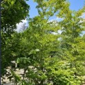 Fagus sylvatica 'Striata' - blad in juni