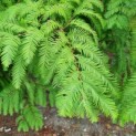 Metasequoia glyptostroboides - Chinese moerascipres naald