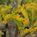 Gleditsia triacanthos ‘Sunburst' - 4