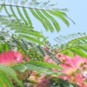 Albizia julibrissin - 1