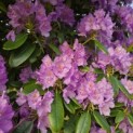 Rhododendron Roseum Elegans - 3