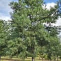 Pinus sylvestris - 2