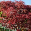 Acer palmatum 'Inaba Shidare' - oktober 2024