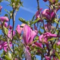 Magnolia 'Susan' - 7