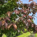 Parrotia persica 'Bella' - Foto 6
