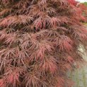 Acer palmatum 'Dragon's fire' - 3