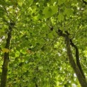 Platanus x Hispanica - 4