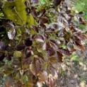 Fagus sylvatica 'Atropunicea' - 3