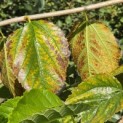 Morus illinois 'Everbearing' - impressie herfstverkleuring