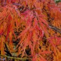Acer palmatum 'Dissectum' - 2