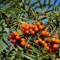 Sorbus 'Dodong' - Foto 3