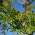 Sorbus 'Dodong' - Foto 2