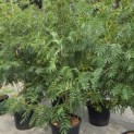 Sorbus 'Dodong' - Foto 1