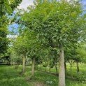 Pterocarya Stenoptera - juni 2024